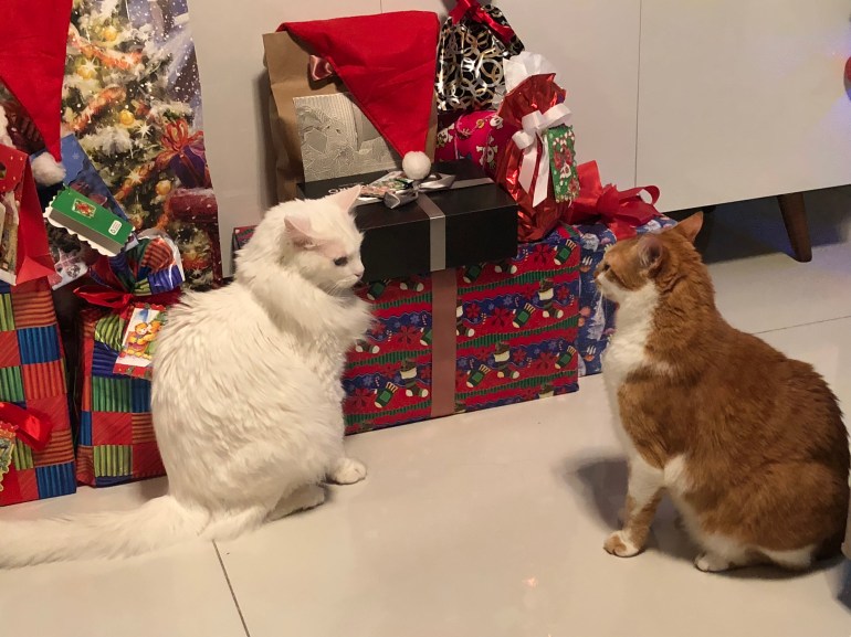 1A4AB93F-F586-4CD5-9607-62323A7D5393